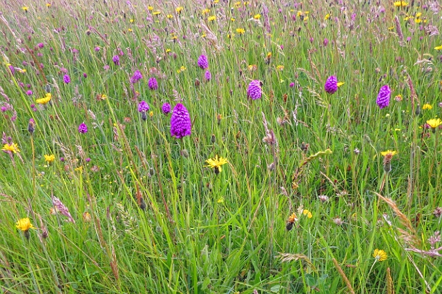 07 07 16_8638_edited-2.jpg - ORCHIDS AND FLOWERS - BALLARD DOWN - JURASSIC COAST - ISLE OF PURBECK, DORSET - 7.7.16